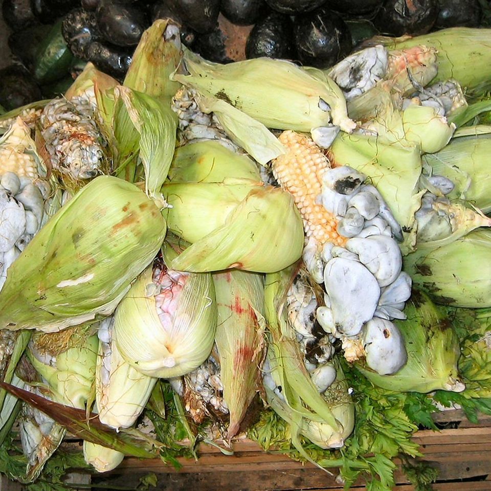 Befall von Huitlacoche Befall von Huitlacoche