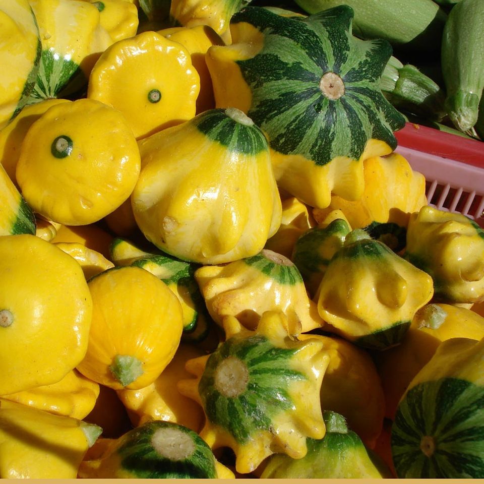 Patisson in verschiedenen Farben Patisson in verschiedenen Farben