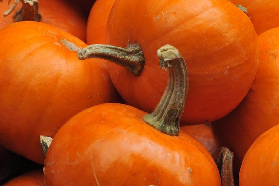 Beliebter Winterkürbis zu Halloween: Pumpkin
