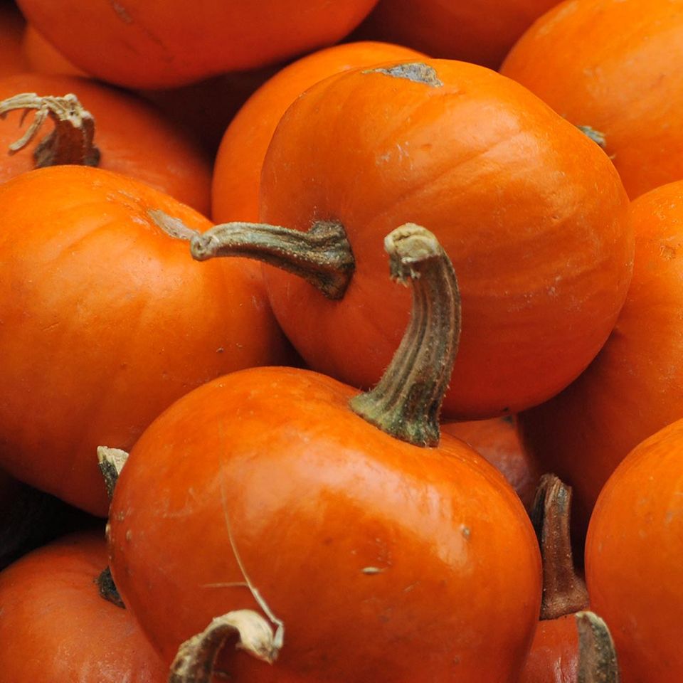 Beliebter Winterkürbis zu Halloween: Pumpkin Beliebter Winterkürbis zu Halloween: Pumpkin