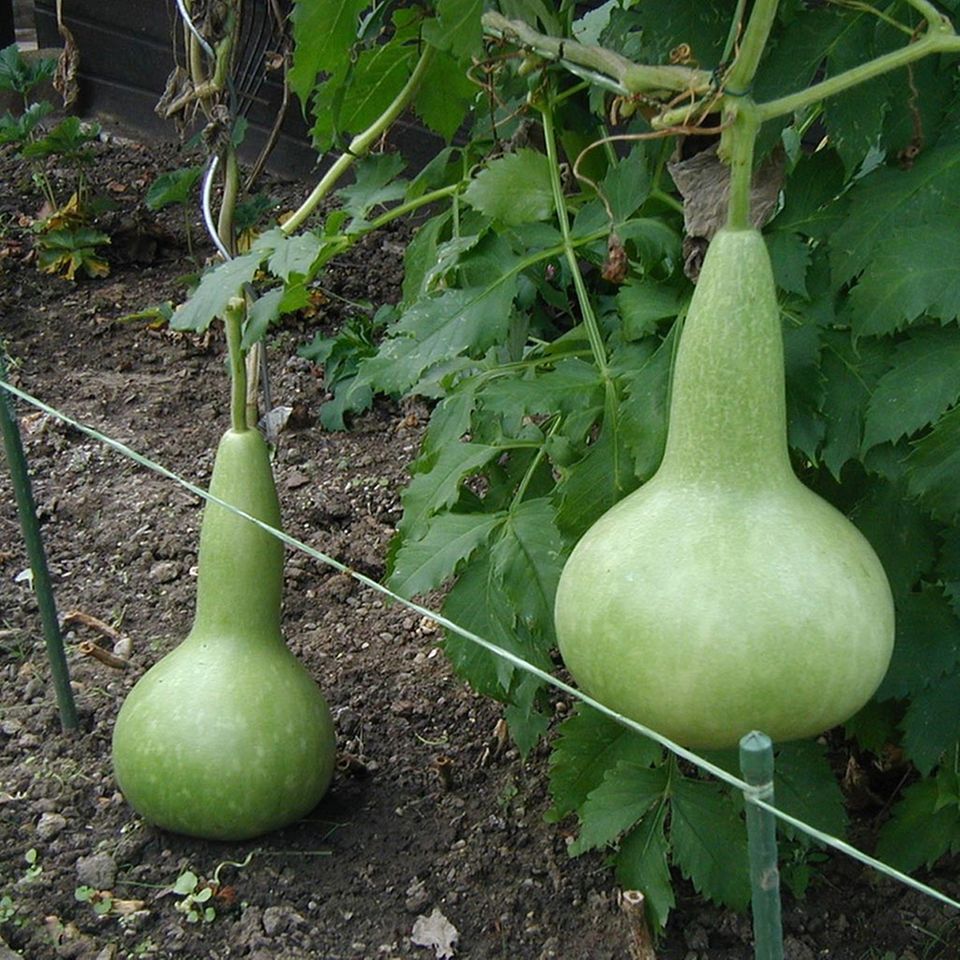 Birnenförmiger Flaschenkürbis Birnenförmiger Flaschenkürbis