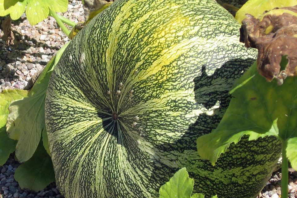 Grün-weißer Feigenblattkürbis ähnelt einer Wassermelone