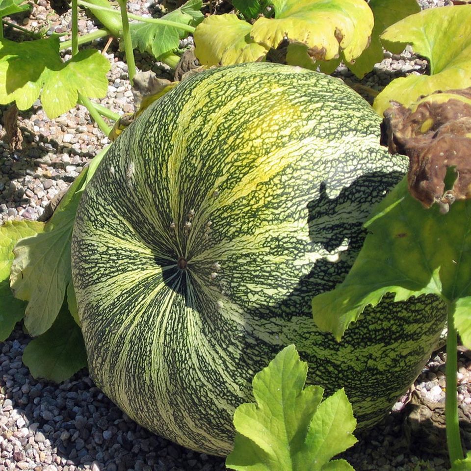 Grün-weißer Feigenblattkürbis ähnelt einer Wassermelone Grün-weißer Feigenblattkürbis ähnelt einer Wassermelone