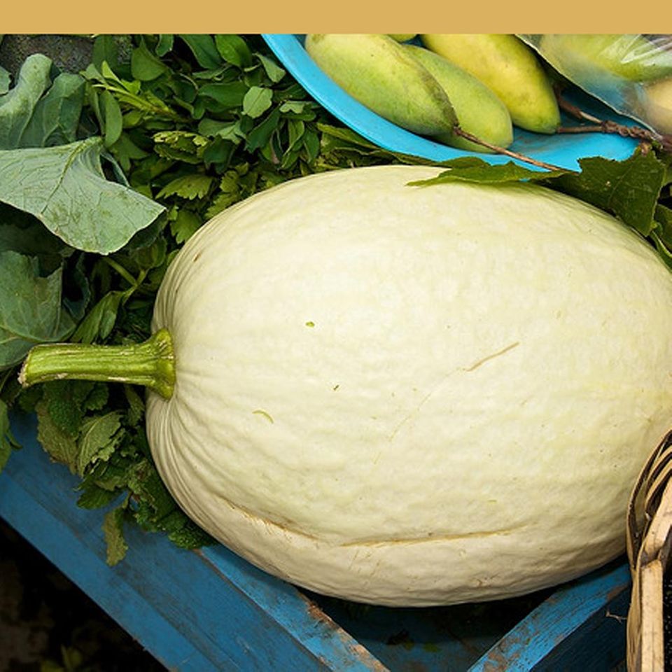 Cremefarbener Feigenblattkürbis Cremefarbener Feigenblattkürbis