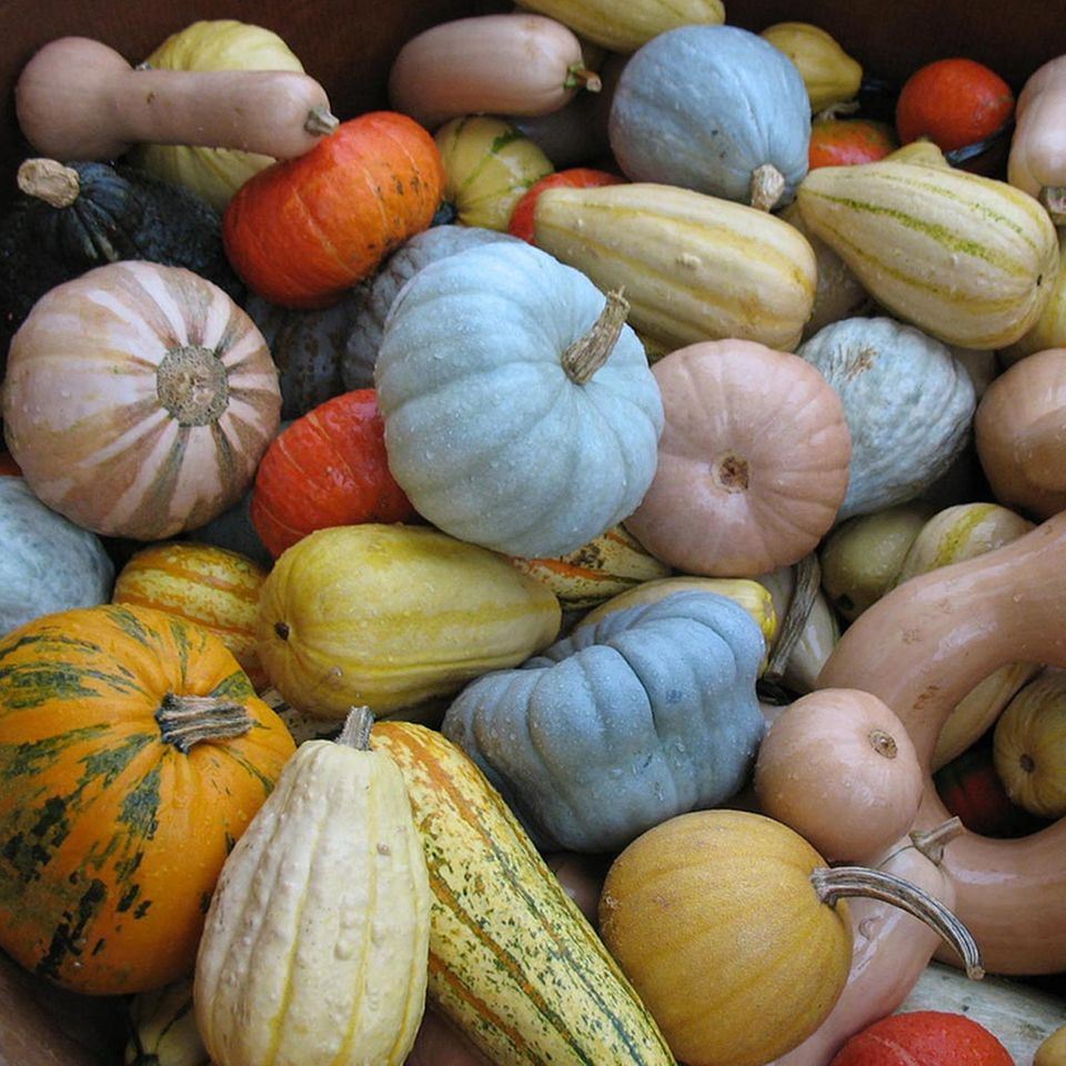 Zierkürbis: bunte Sortenvielfalt Zierkürbis: bunte Sortenvielfalt