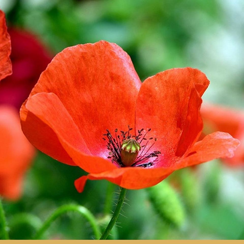 Klatschmohn Klatschmohn