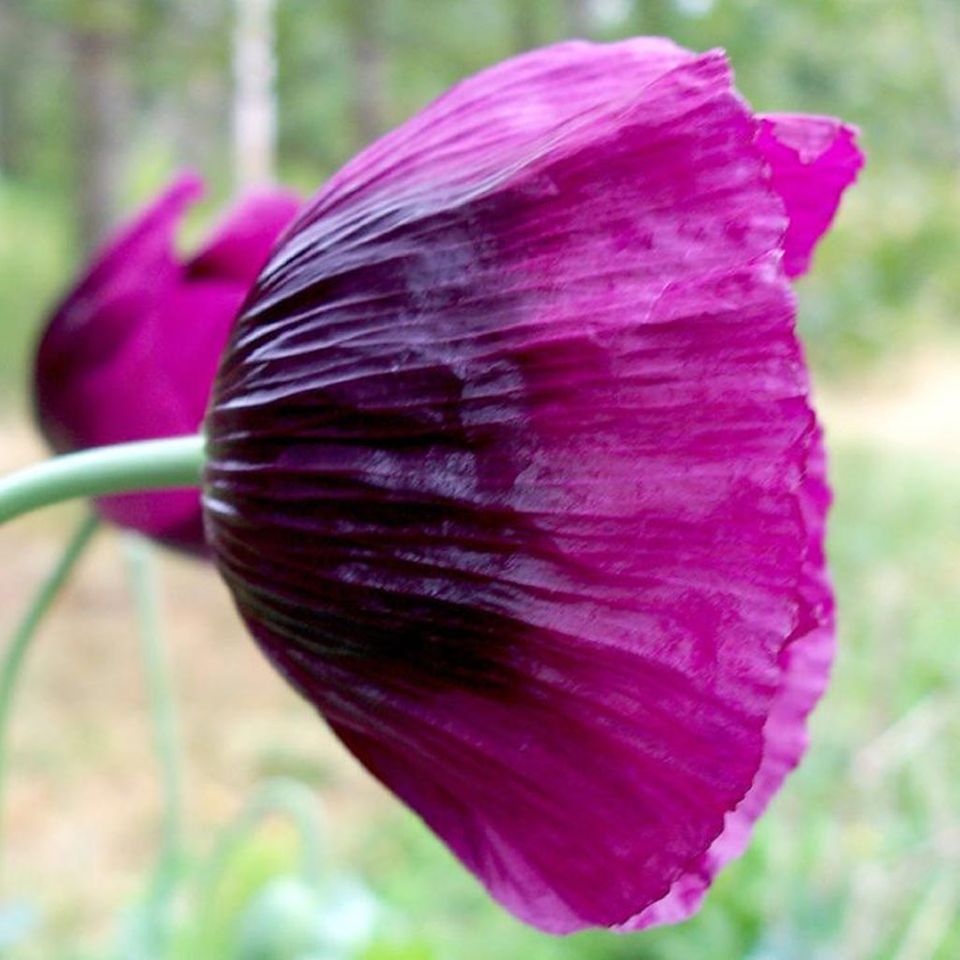 Schlafmohn Schlafmohn