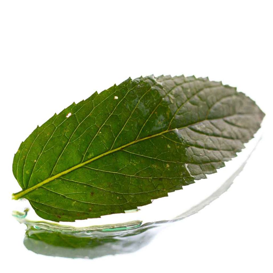 Minzblatt Minzblatt