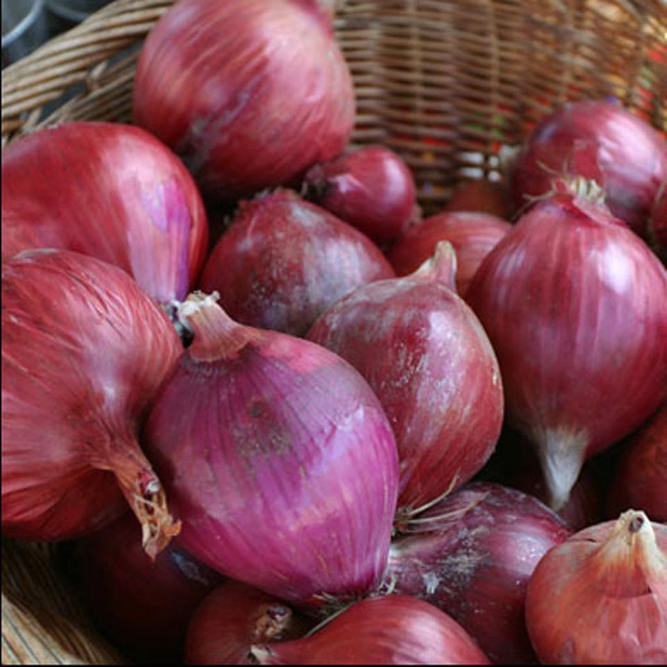 Rote Zwiebel Rote Zwiebel