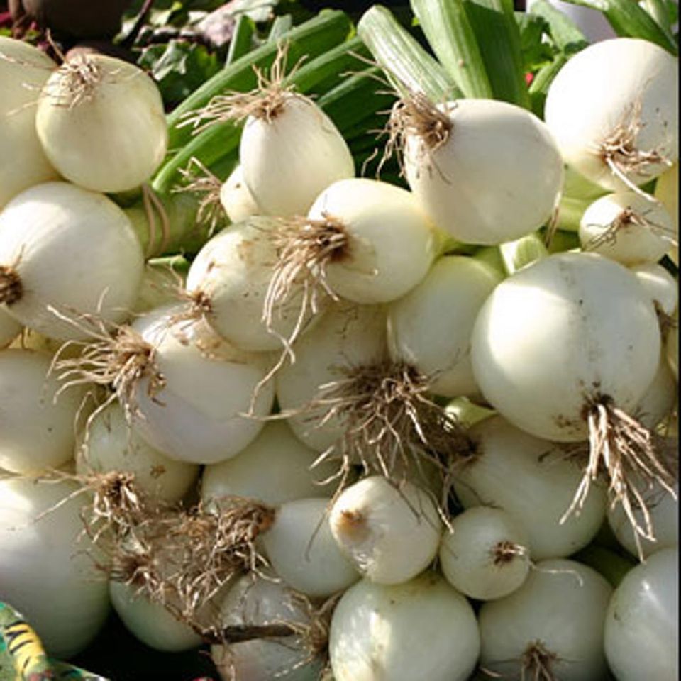 Weiße Zwiebel Weiße Zwiebel