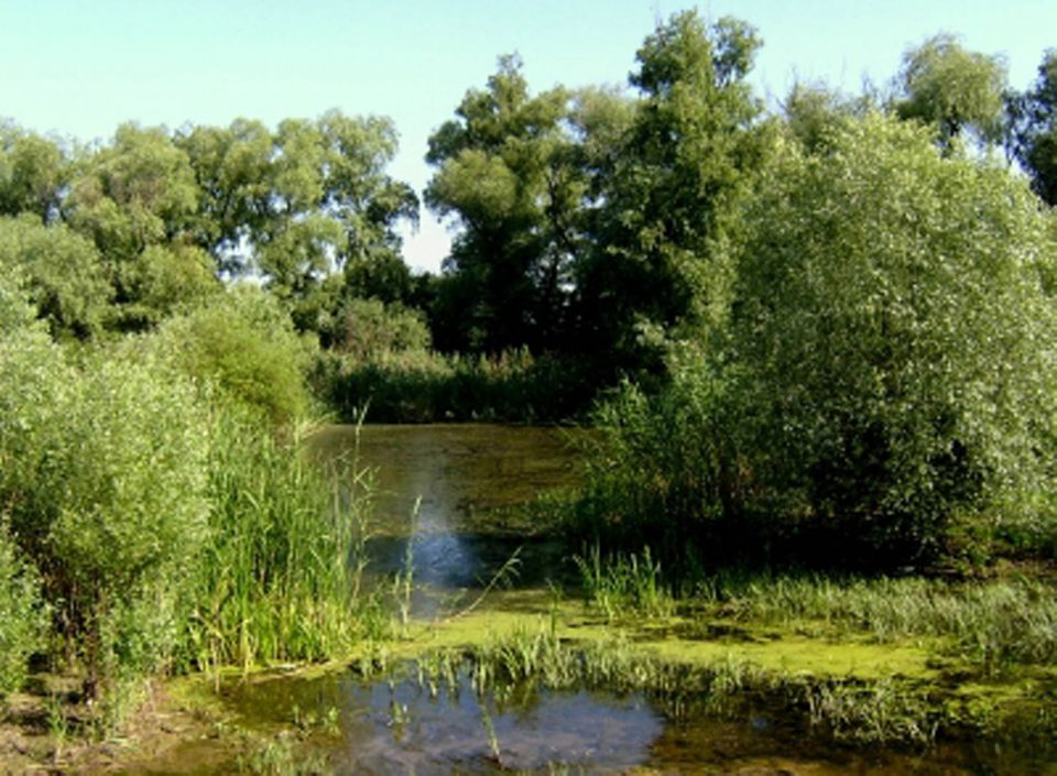 Das rumänische Donaudelta ist die Heimat schmackhafter Speisefische Das rumänische Donaudelta ist die Heimat schmackhafter Speisefische