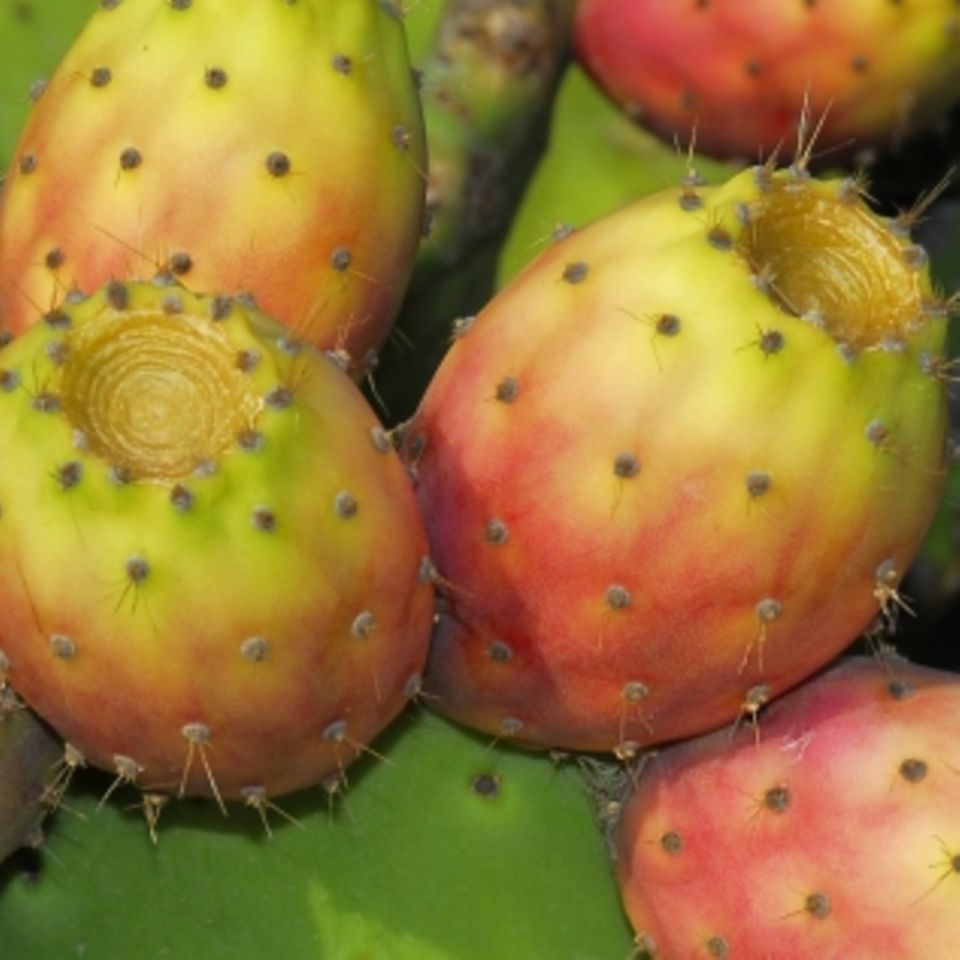 Das Fruchtfleisch der Kaktusfeige steckt voller Vitamine