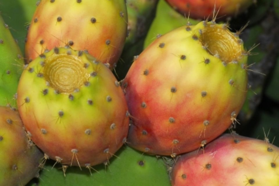 Das Fruchtfleisch der Kaktusfeige steckt voller Vitamine