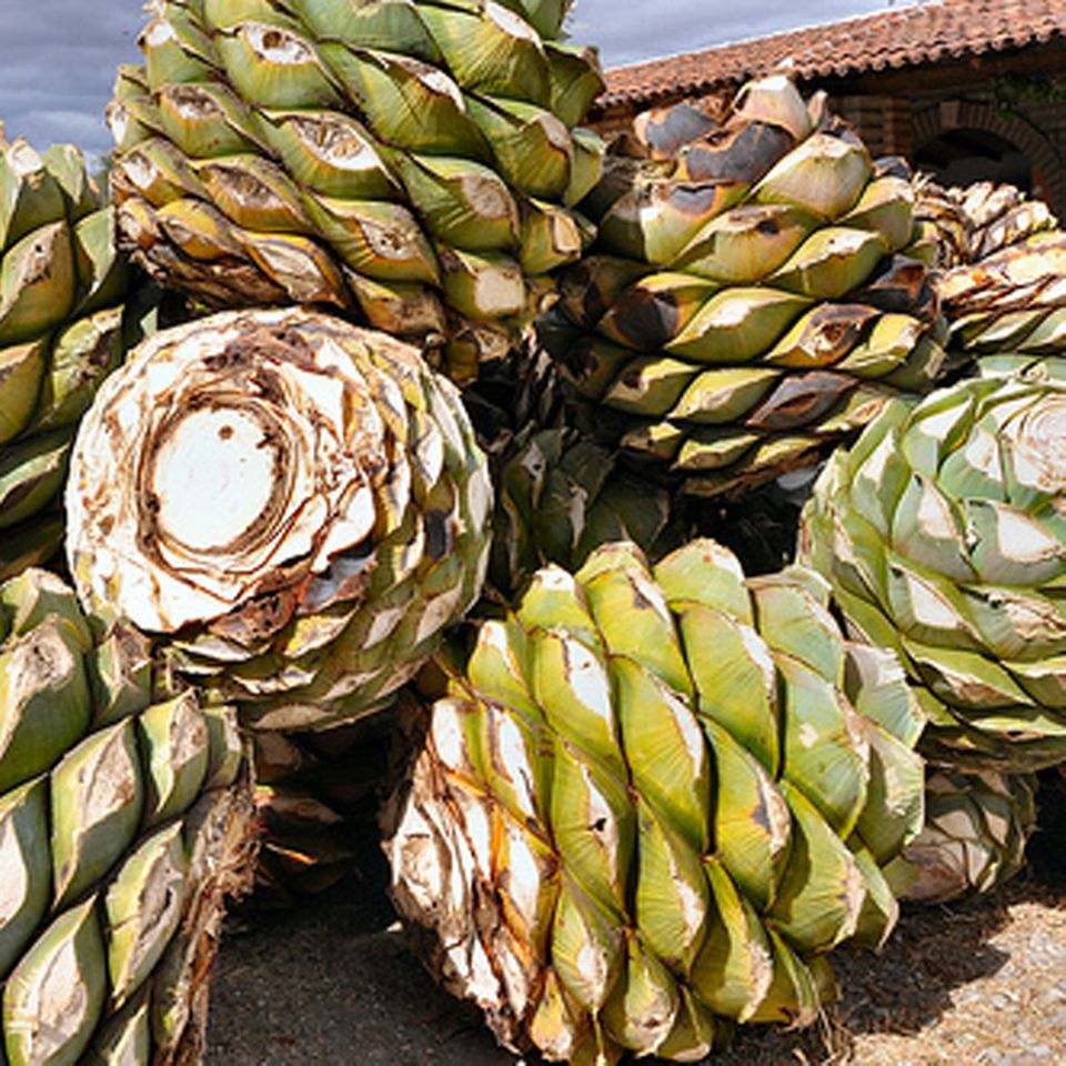 Die Agaven-Herzen werden geröstet, bevor Mezcal aus ihnen destilliert wird Die Agaven-Herzen werden geröstet, bevor Mezcal aus ihnen destilliert wird