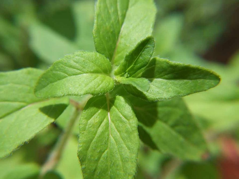Oregano Oregano