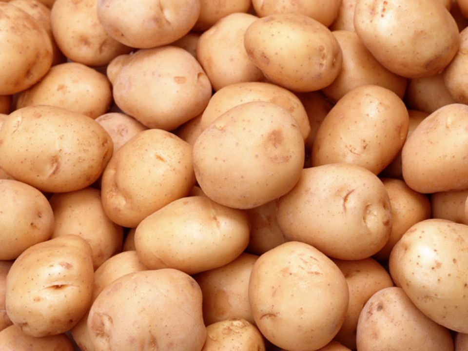 Entschlüsselt: Das Kartoffelgenom Entschlüsselt: Das Kartoffelgenom