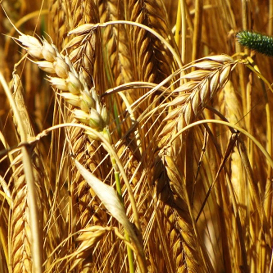 Spätsommer: volles Korn