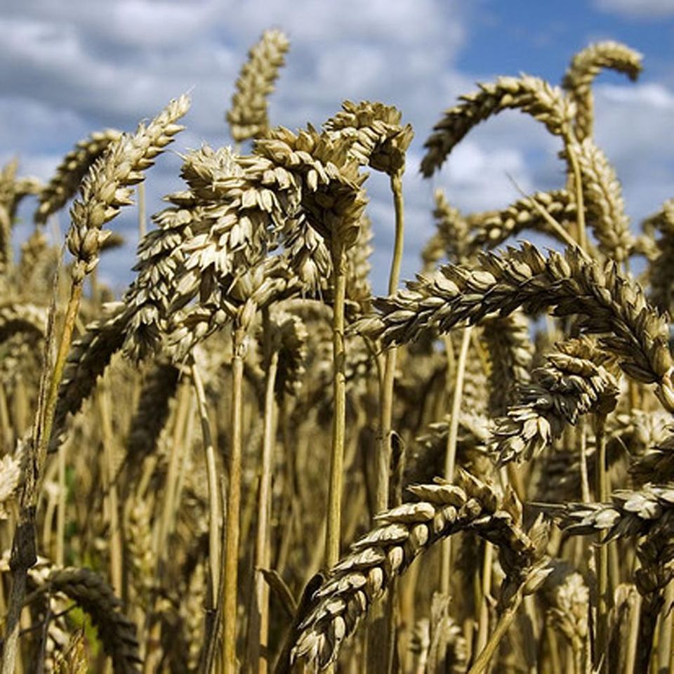 Weizen enthält Gluten und sollte daher gemieden werden Weizen enthält Gluten und sollte daher gemieden werden