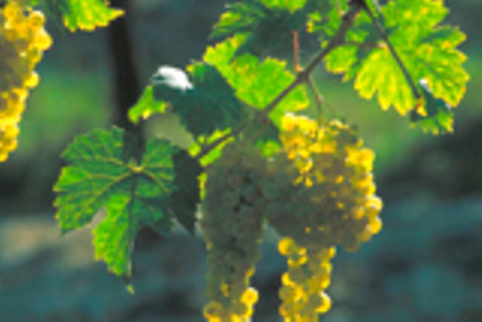 Kulinarisches für Weingenießer: Vielfältig: die wichtigsten Weinsorten und Anbaugebiete