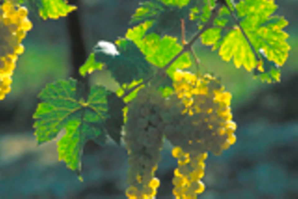 Kulinarisches für Weingenießer: Vielfältig: die wichtigsten Weinsorten und Anbaugebiete Kulinarisches für Weingenießer: Vielfältig: die wichtigsten Weinsorten und Anbaugebiete