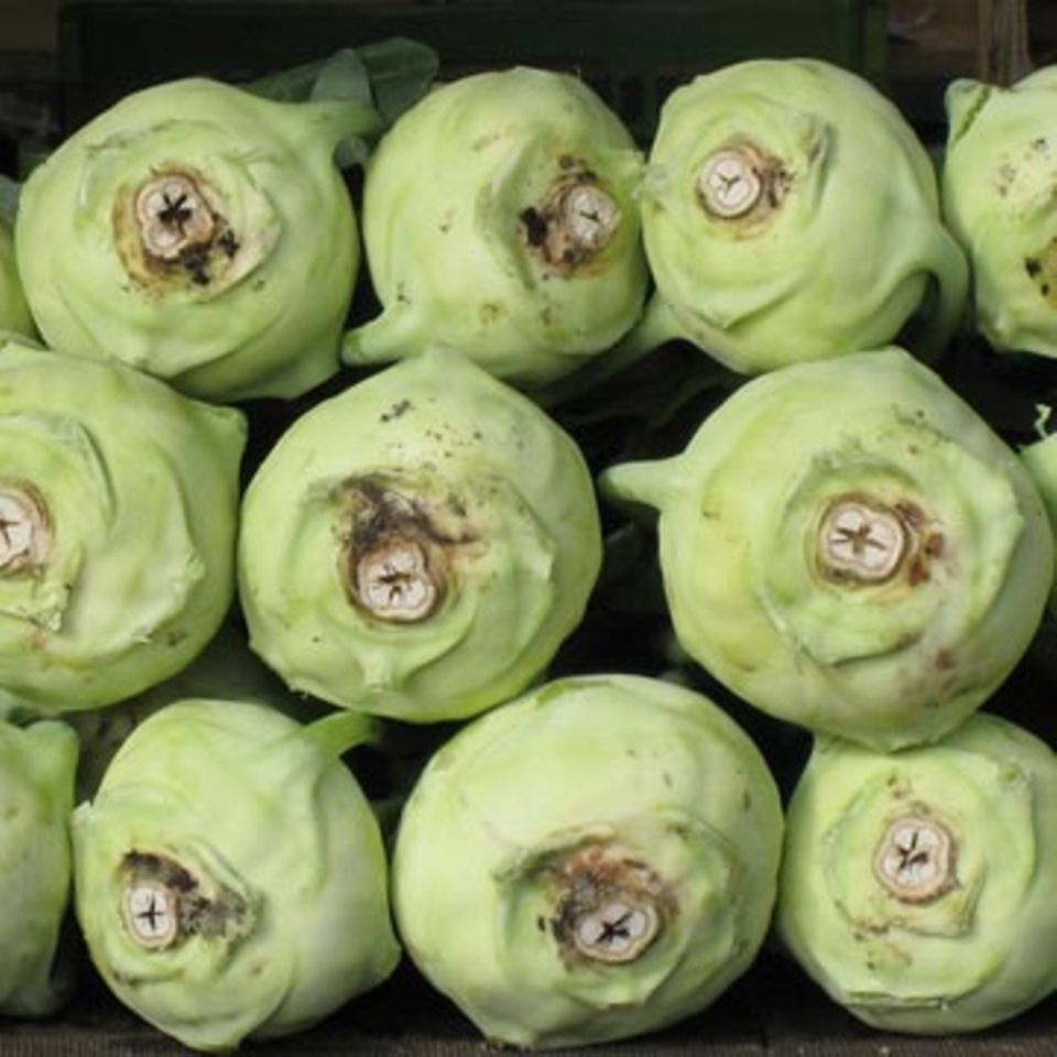 Frischer Kohlrabi ist leicht zu verarbeiten Frischer Kohlrabi ist leicht zu verarbeiten