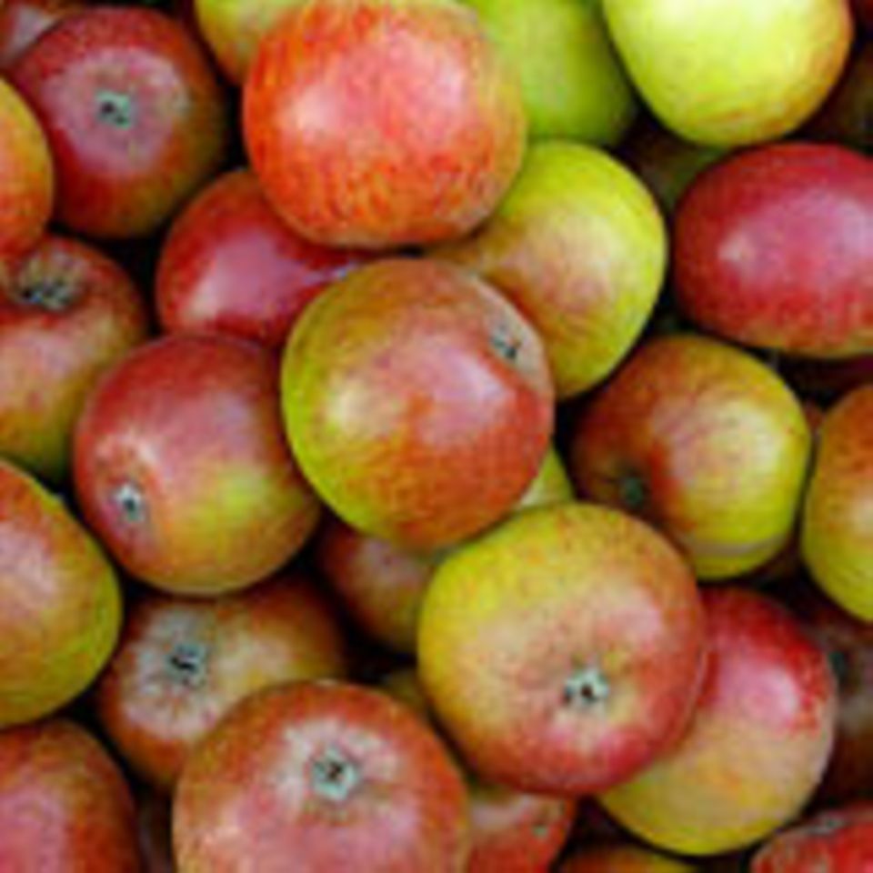Äpfel eignen sich prima zum heimischen Dörren Äpfel eignen sich prima zum heimischen Dörren