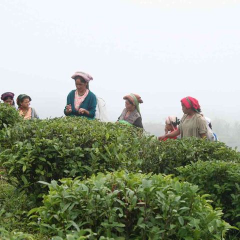 Teepflückerinnen in Samabeong in Indien, GEPA-Handelspartner