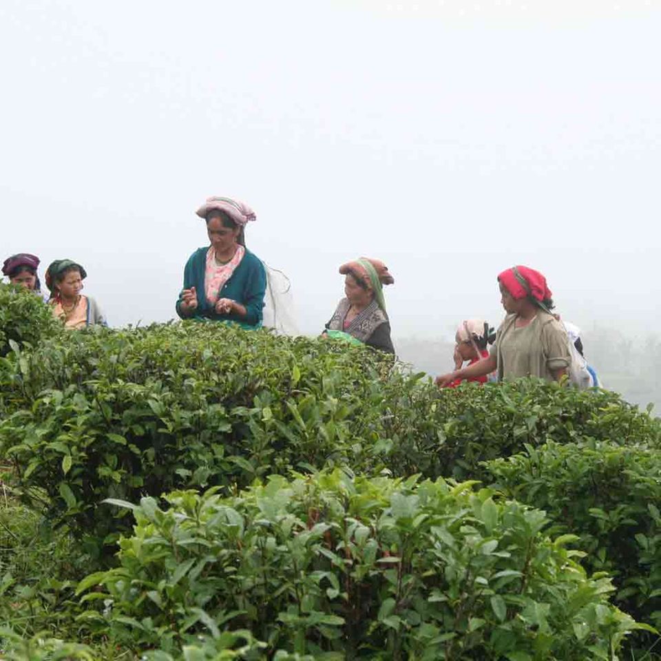 Teepflückerinnen in Samabeong in Indien, GEPA-Handelspartner Teepflückerinnen in Samabeong in Indien, GEPA-Handelspartner