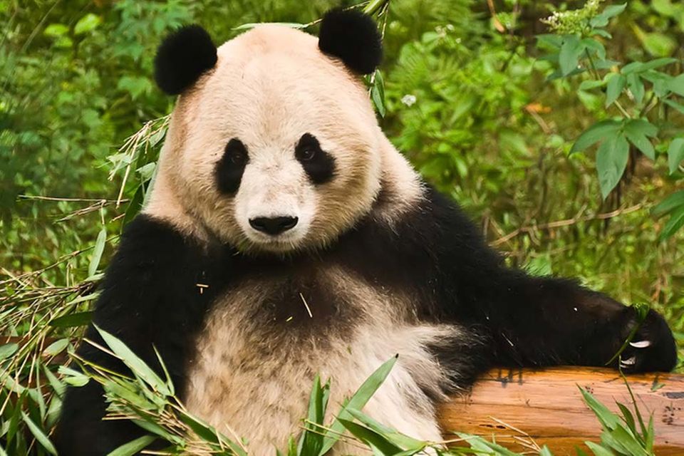 Der große Panda, ein Symbol aus Sichuan, das nicht im Kochtopf landet