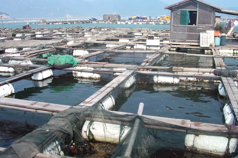 Da das Meer vor Fujian stark überfischt ist, werden viele Fische in Fischzuchten gezüchtet
