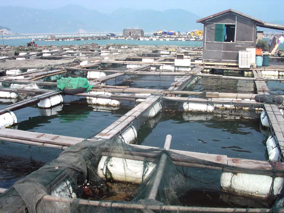 Da das Meer vor Fujian stark überfischt ist, werden viele Fische in Fischzuchten gezüchtet Da das Meer vor Fujian stark überfischt ist, werden viele Fische in Fischzuchten gezüchtet