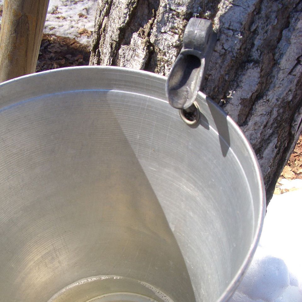 Der Sirup wird direkt aus den Ahornbäumen gezapft Der Sirup wird direkt aus den Ahornbäumen gezapft
