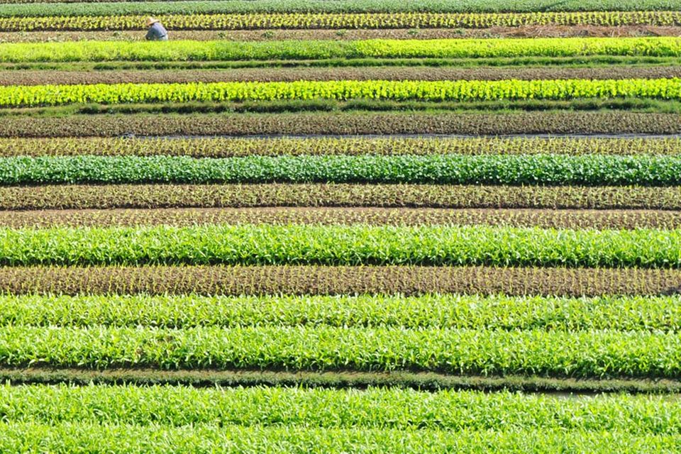 Gemüsefelder in Guangdong