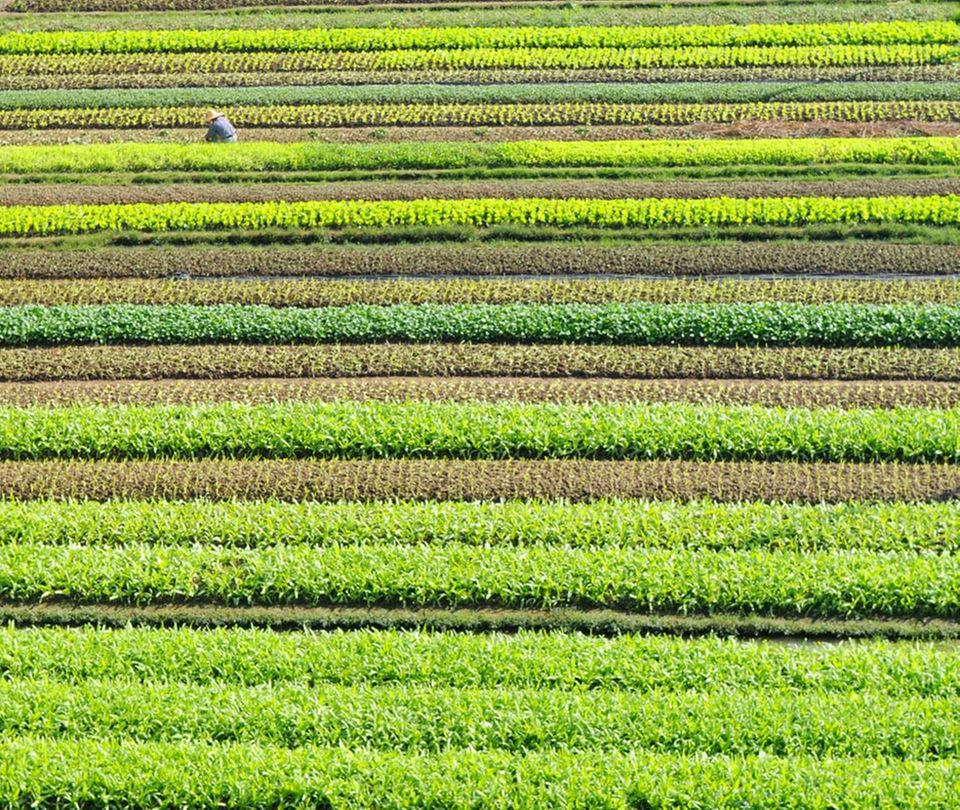 Gemüsefelder in Guangdong Gemüsefelder in Guangdong
