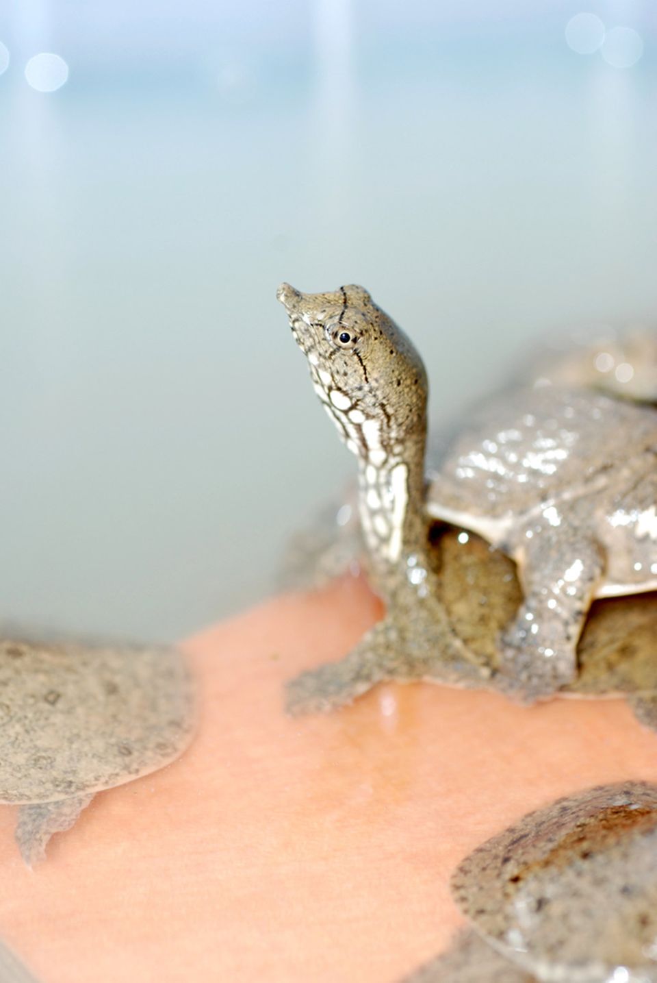Weichschildkröten sind beliebte Zutaten der Anhui-Küche Weichschildkröten sind beliebte Zutaten der Anhui-Küche