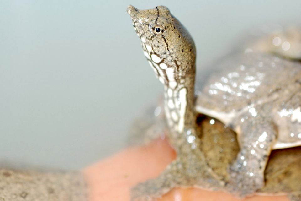 Weichschildkröten sind beliebte Zutaten der Anhui-Küche