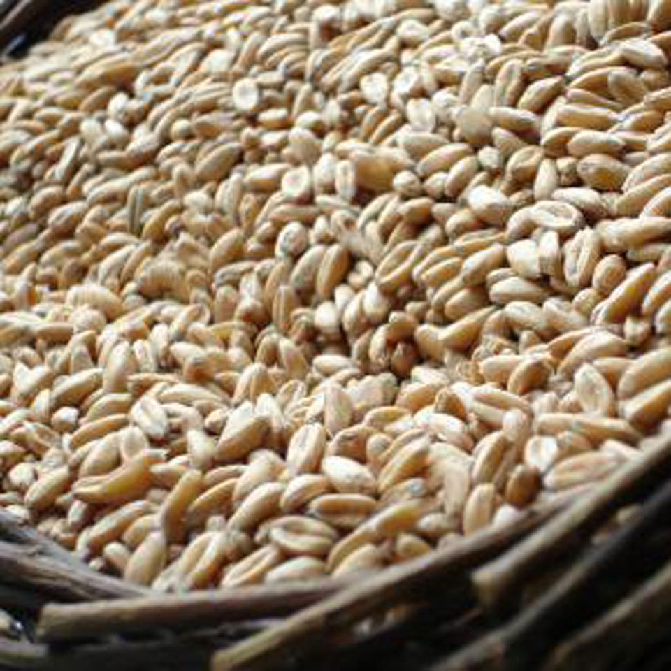 Wieder af dem Speiseplan: Dinkel Wieder af dem Speiseplan: Dinkel