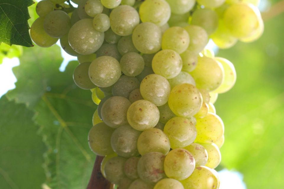 Weißburgunder Trauben für feinwürzigen Weißwein