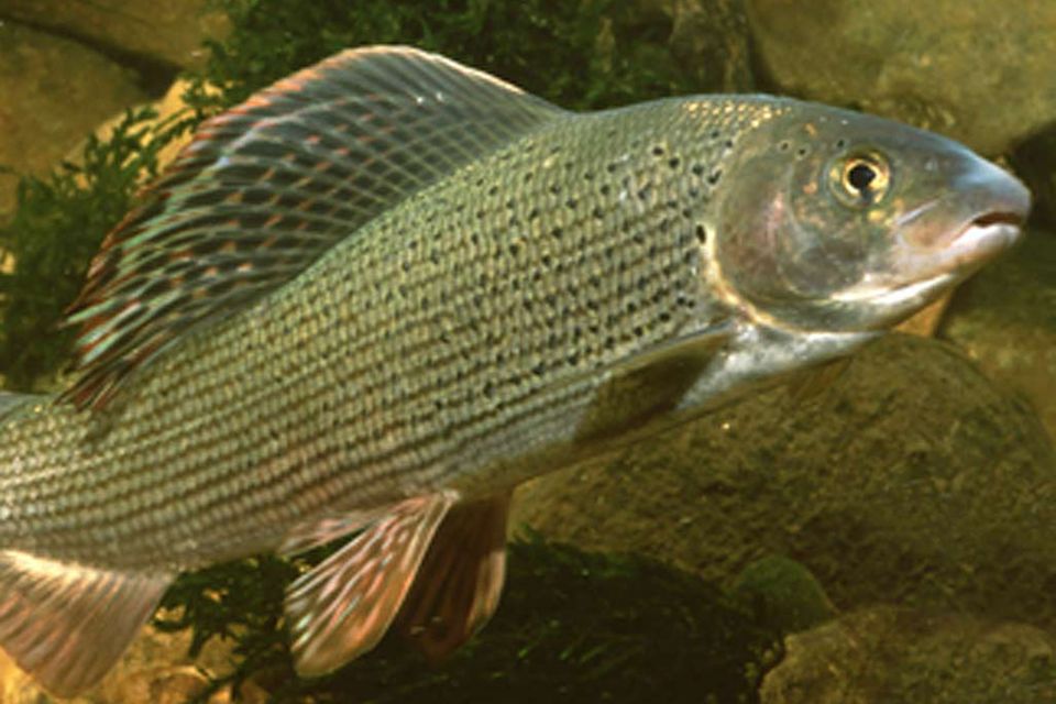Fisch des Jahres 2011: die Äsche