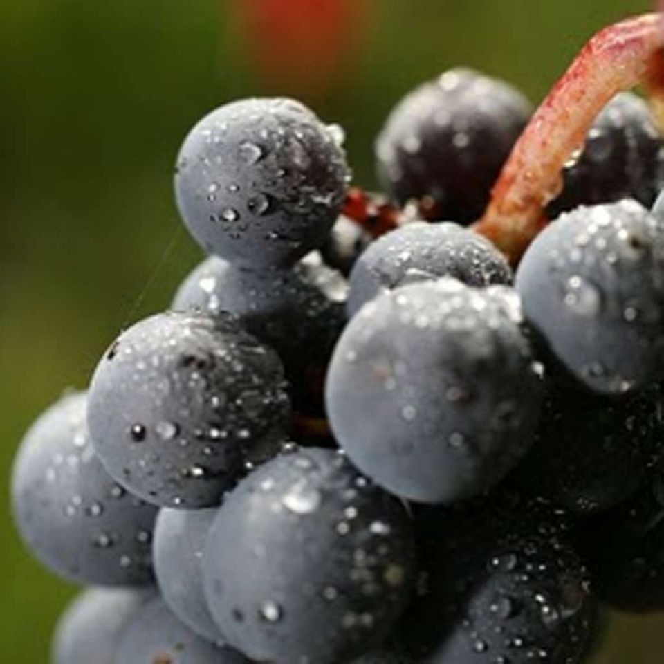Die Gamay-Traube gärt im Ganzen... Die Gamay-Traube gärt im Ganzen...