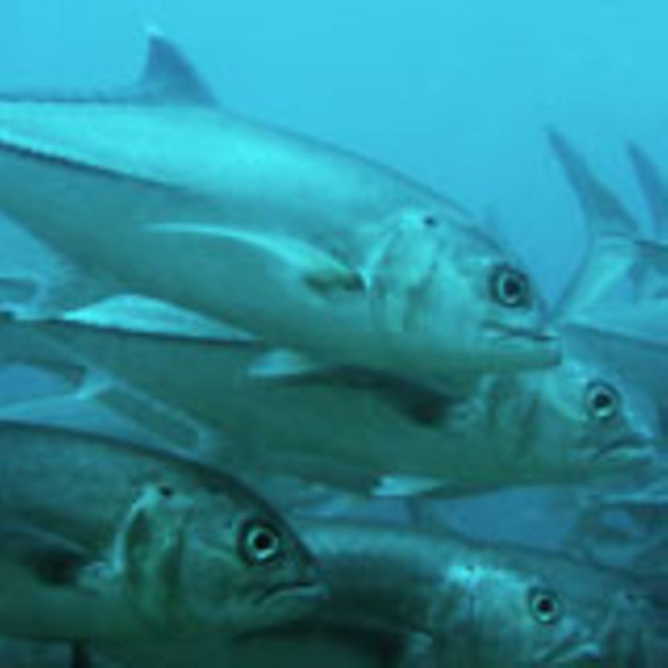 Die Thunfisch-Bestände schrumpfen. Die Thunfisch-Bestände schrumpfen.