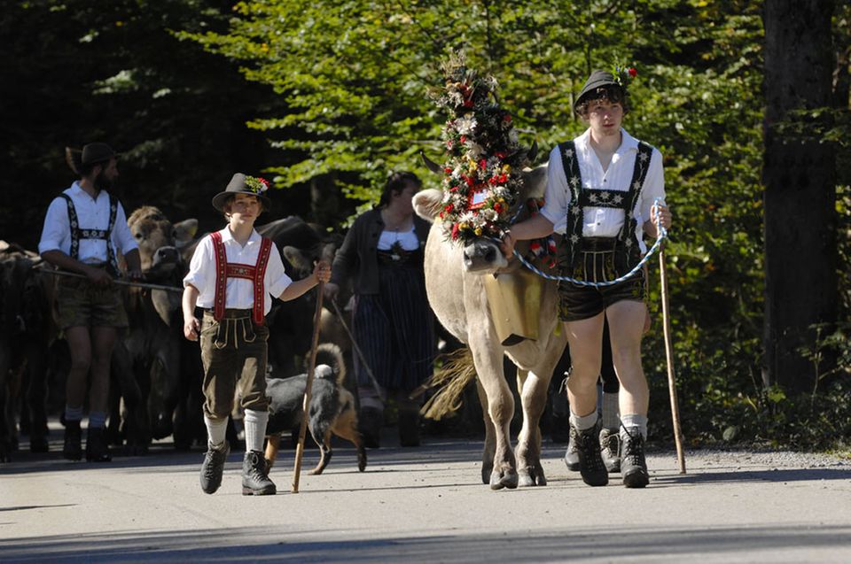 Alpabtrieb im Allgäu Alpabtrieb im Allgäu