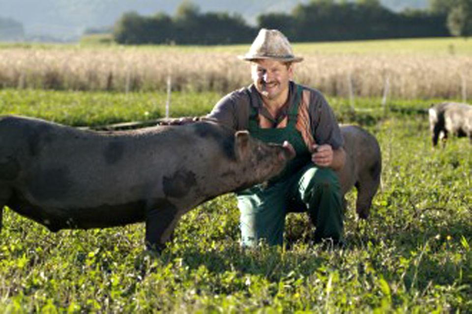 Ein solches Landschwein von Josef Nuart wurde im Landhaus Kellerwand verarbeitet