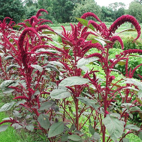 Amaranth Gesunde Rezepte für das Powerkorn [ESSEN UND TRINKEN]