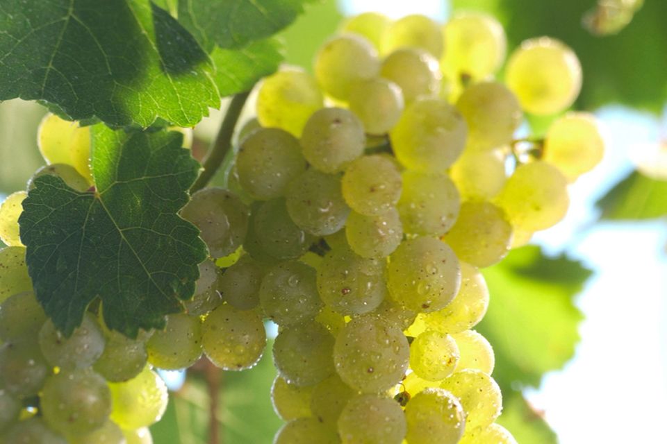 Riesling Trauben tragen kleine Beeren