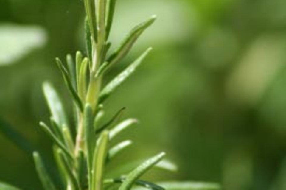 Rosmarin: Heilpflanze des Jahres 2011