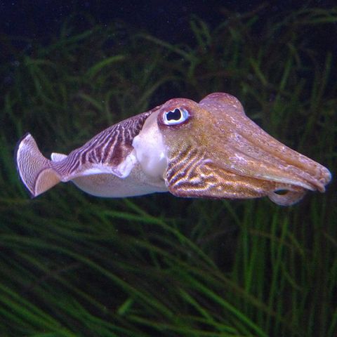 Tintenfisch: Rezepte und Tipps - [ESSEN UND TRINKEN]