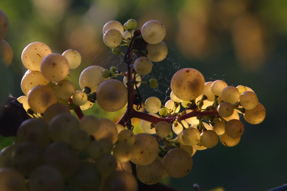 So genannte "verrieselte" Trauben mit vielen kernlosen Beeren ergeben hohe Qualitäten So genannte "verrieselte" Trauben mit vielen kernlosen Beeren ergeben hohe Qualitäten
