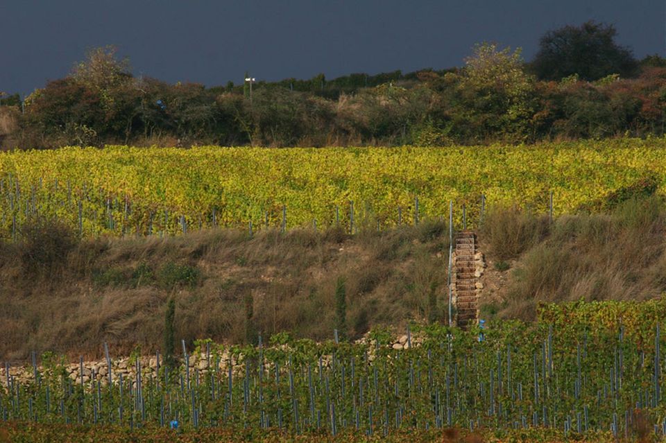 Die herbstlichen Weinberge in der Parzelle Abtserde des Weinguts Keller Die herbstlichen Weinberge in der Parzelle Abtserde des Weinguts Keller