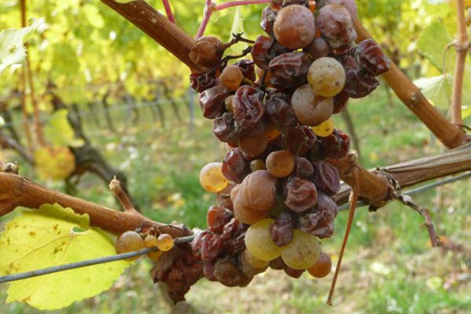Eingetrocknete Beeren des Jahrgangs 2009 Eingetrocknete Beeren des Jahrgangs 2009